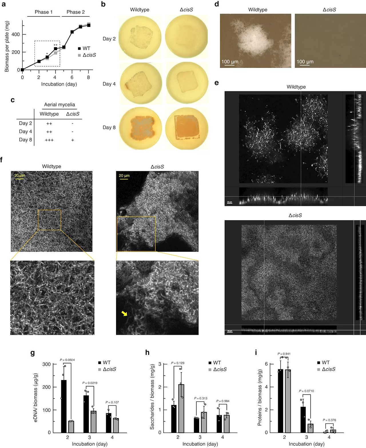 Scientists discover virus-like nanoparticles control the multicellular organization and reproduction of host bacteria