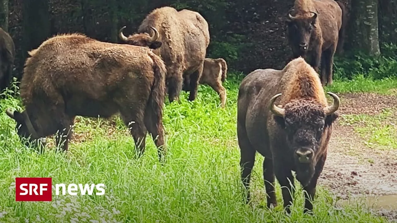 Wisent: Förster bleiben nach Besuch skeptisch