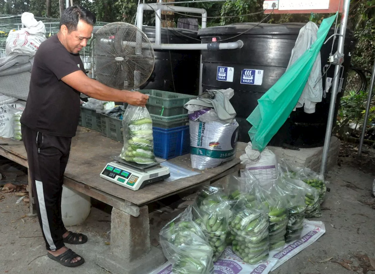 Diesel subsidy: Budi Madani programme can help strengthen local food supply, says expert