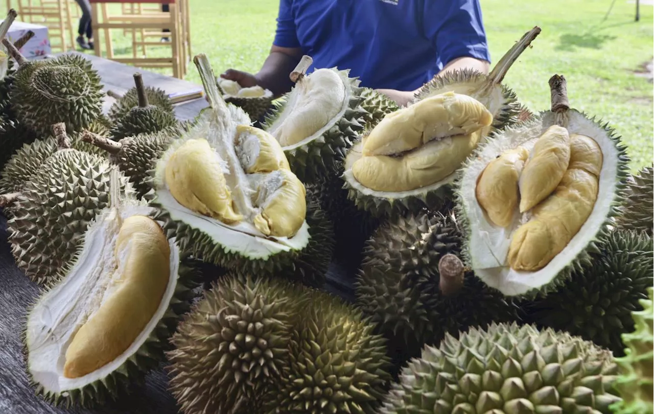 El Nino affecting durian yields, higher prices expected