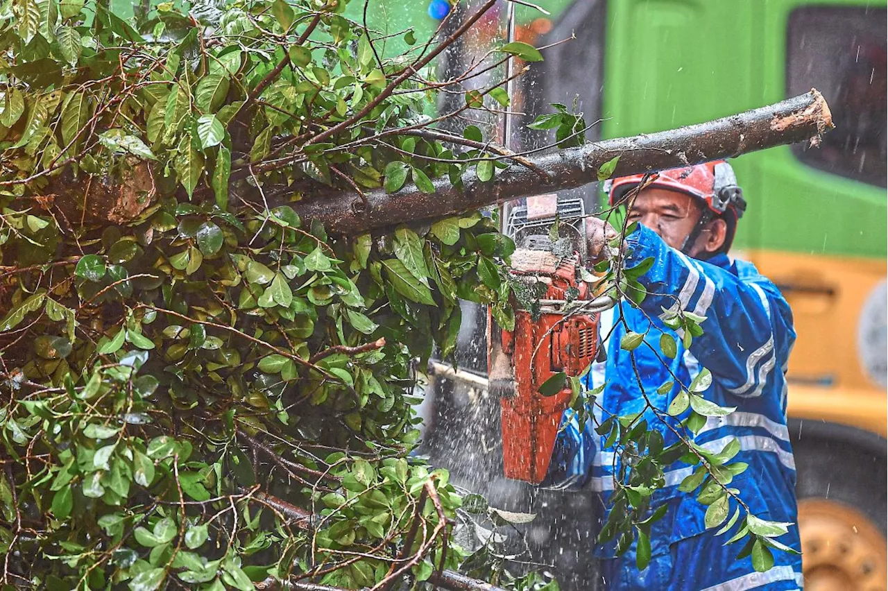 Most hazardous trees in Ipoh have been felled, says mayor