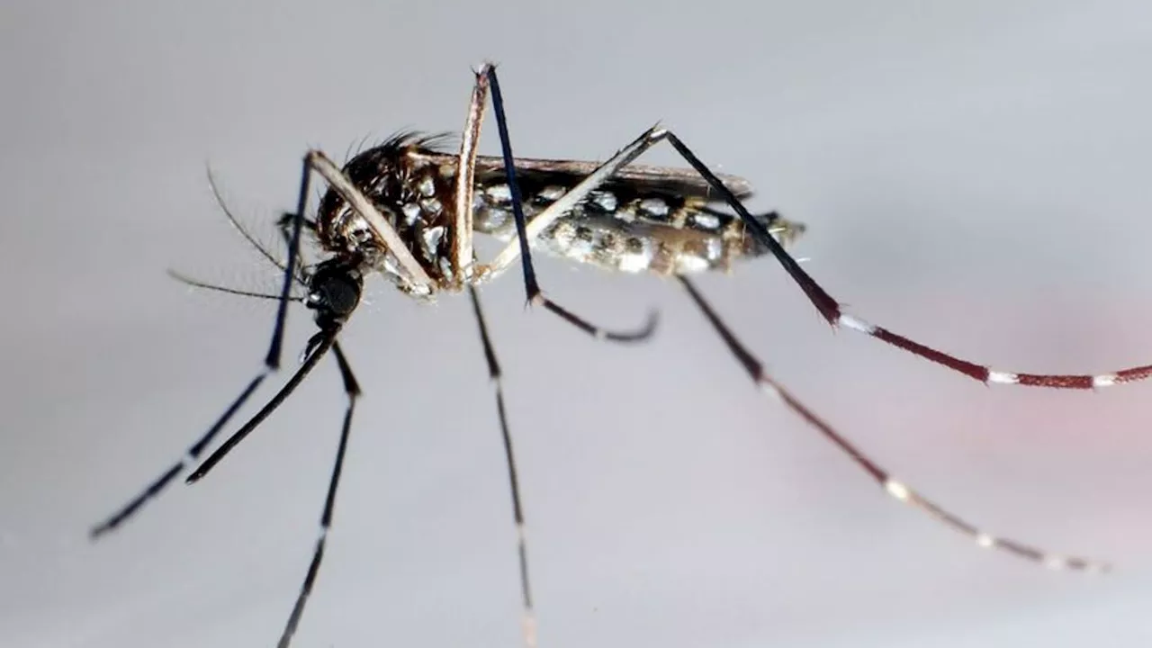 Krankheiten: WHO alarmiert wegen hoher Zahl von Dengue-Fällen