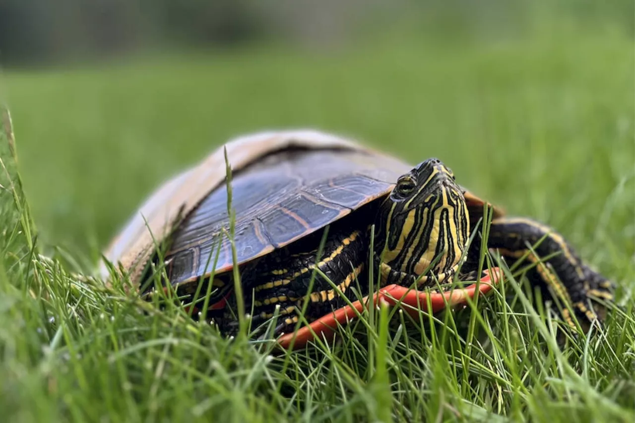 Car-cracked B.C. western painted turtle on mend in Williams Lake