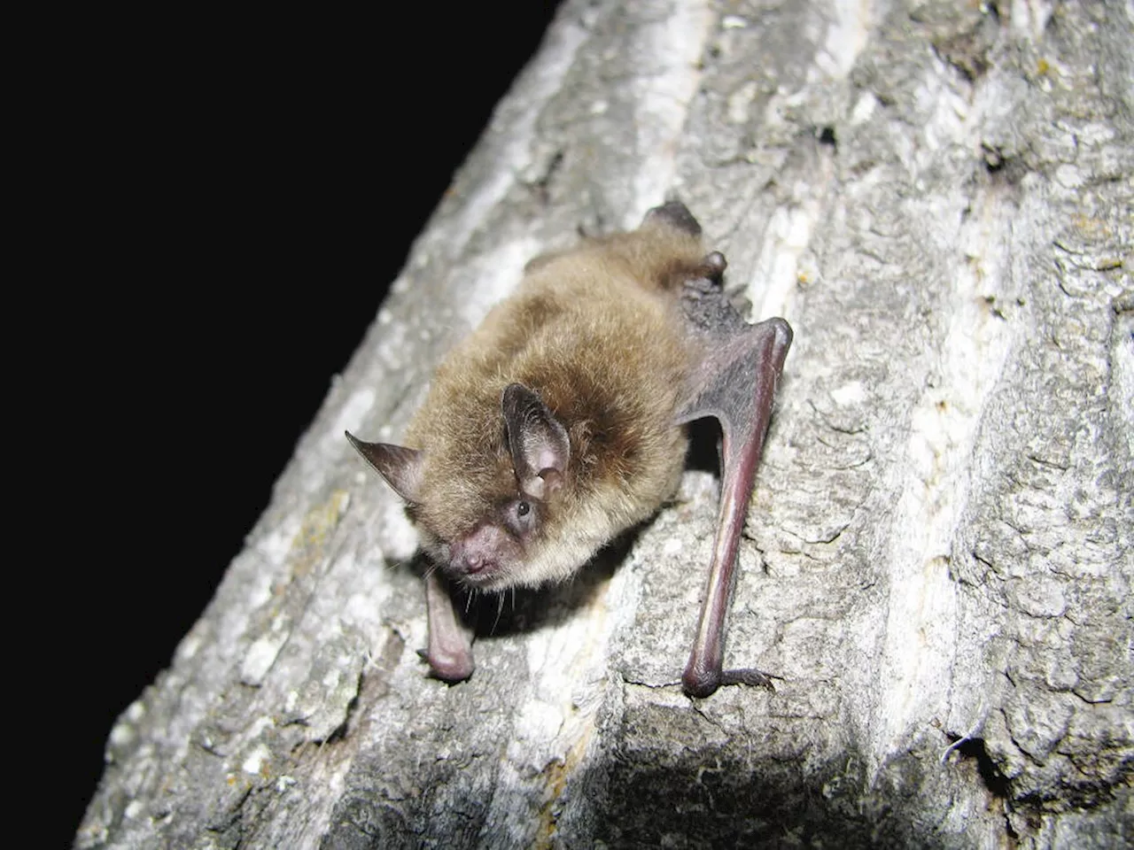 Annual B.C. bat count keeps watch on births, deadly fungus