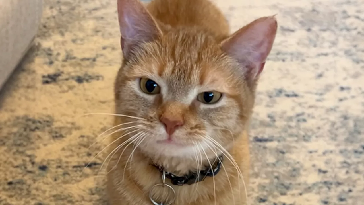 Viral 'I Go Meow' Cat Cala Dead at 12