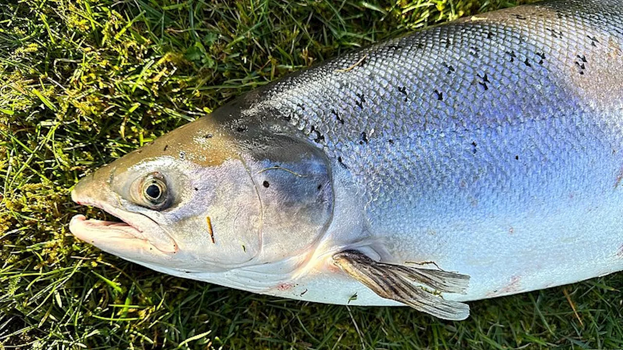 Efter bekymrende tal: Nu er det slut med at tage laks med hjem