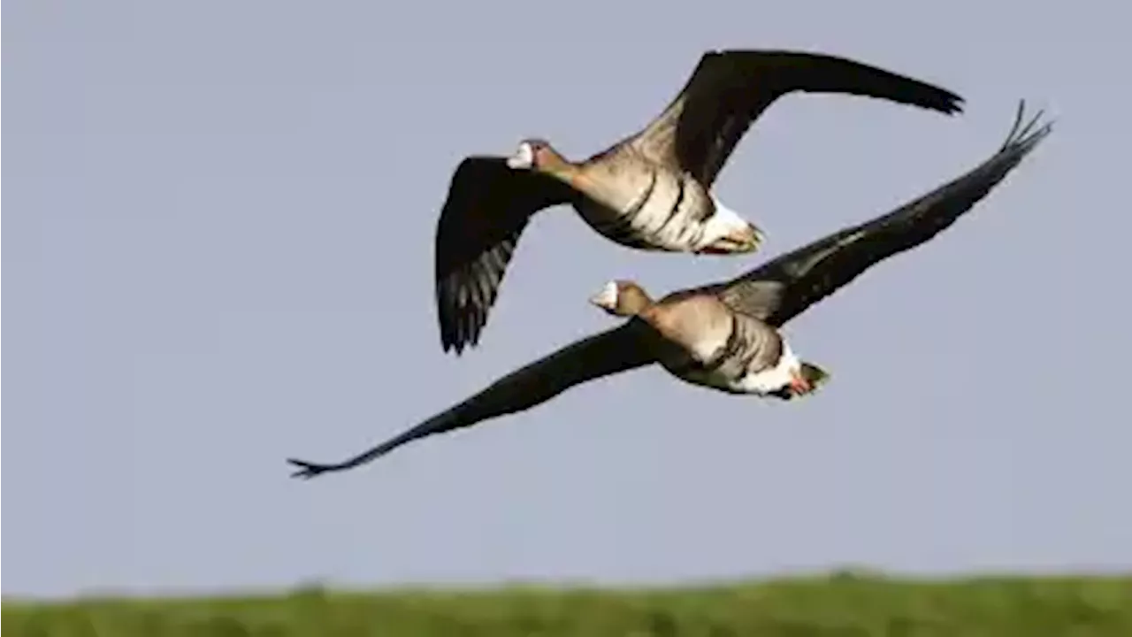 Vogelschutz beeinflusst Windpark-Pläne im Landkreis Osterholz