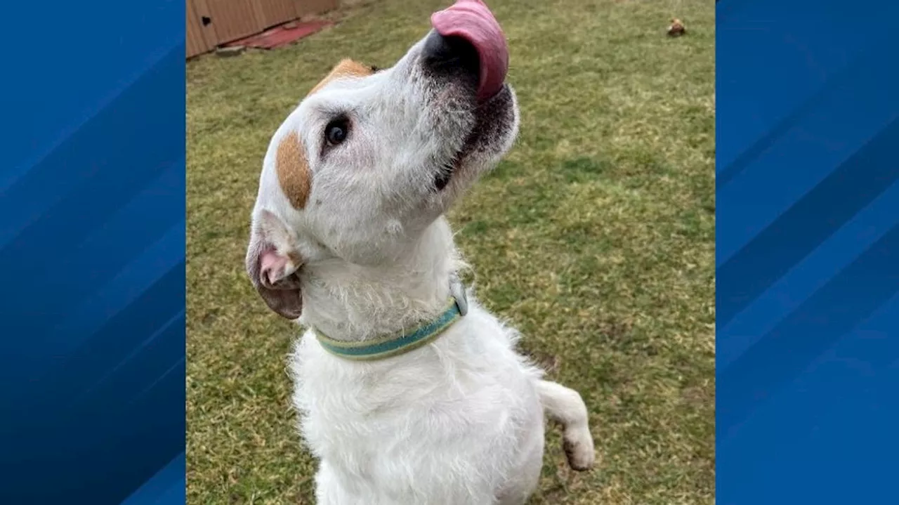 Fur Baby Friday: Petey, a Wire-Hair Terrier mix with a heart of gold