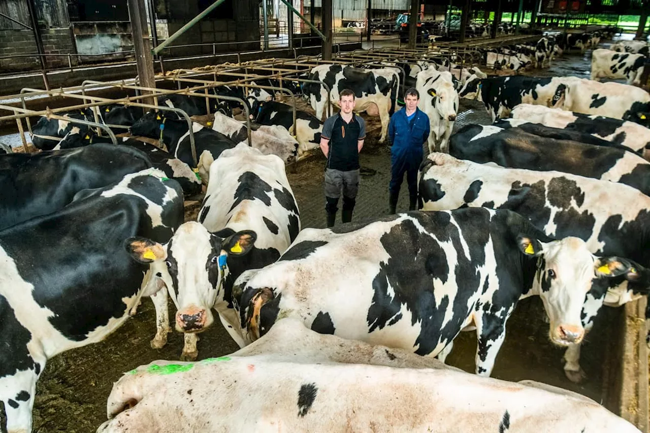 The Yorkshire dairy farm which is still milking the good times