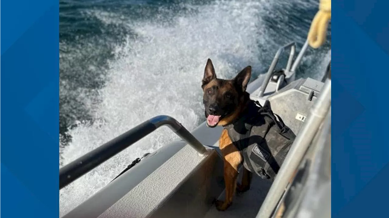 Maricopa County Sheriff's Office K9 passes away from 'bloat'