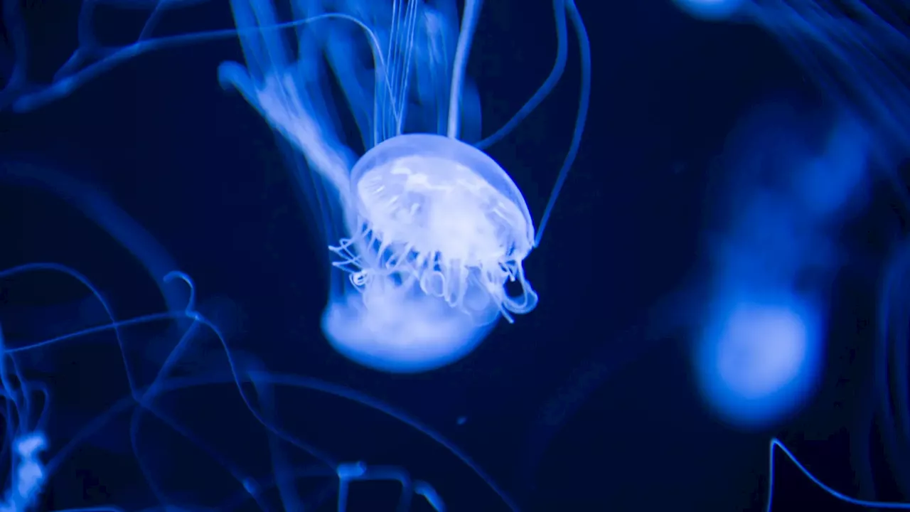 Las medusas velero y las carabelas portuguesas invaden las costas españolas antes del verano