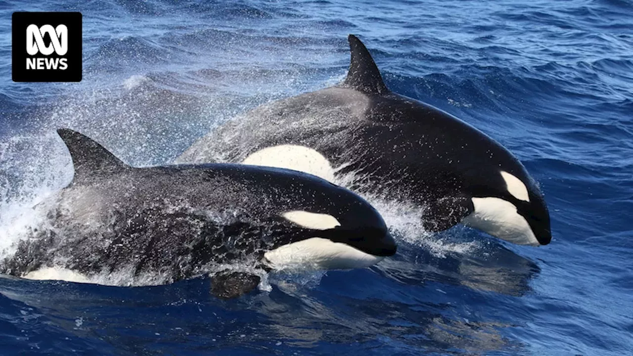 Orcas: How killer whales move around Australia now better understood