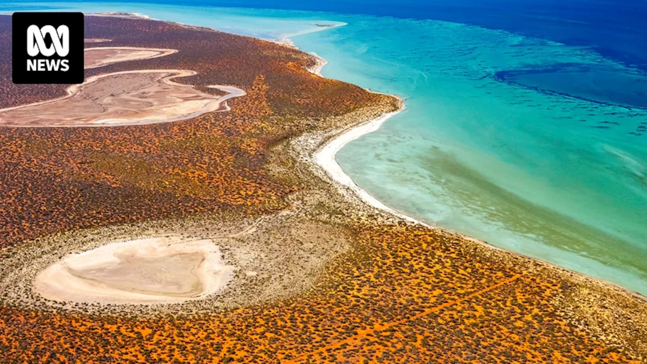 Western Australia's Shark Bay seabeds are a ticking carbon time bomb, says scientist