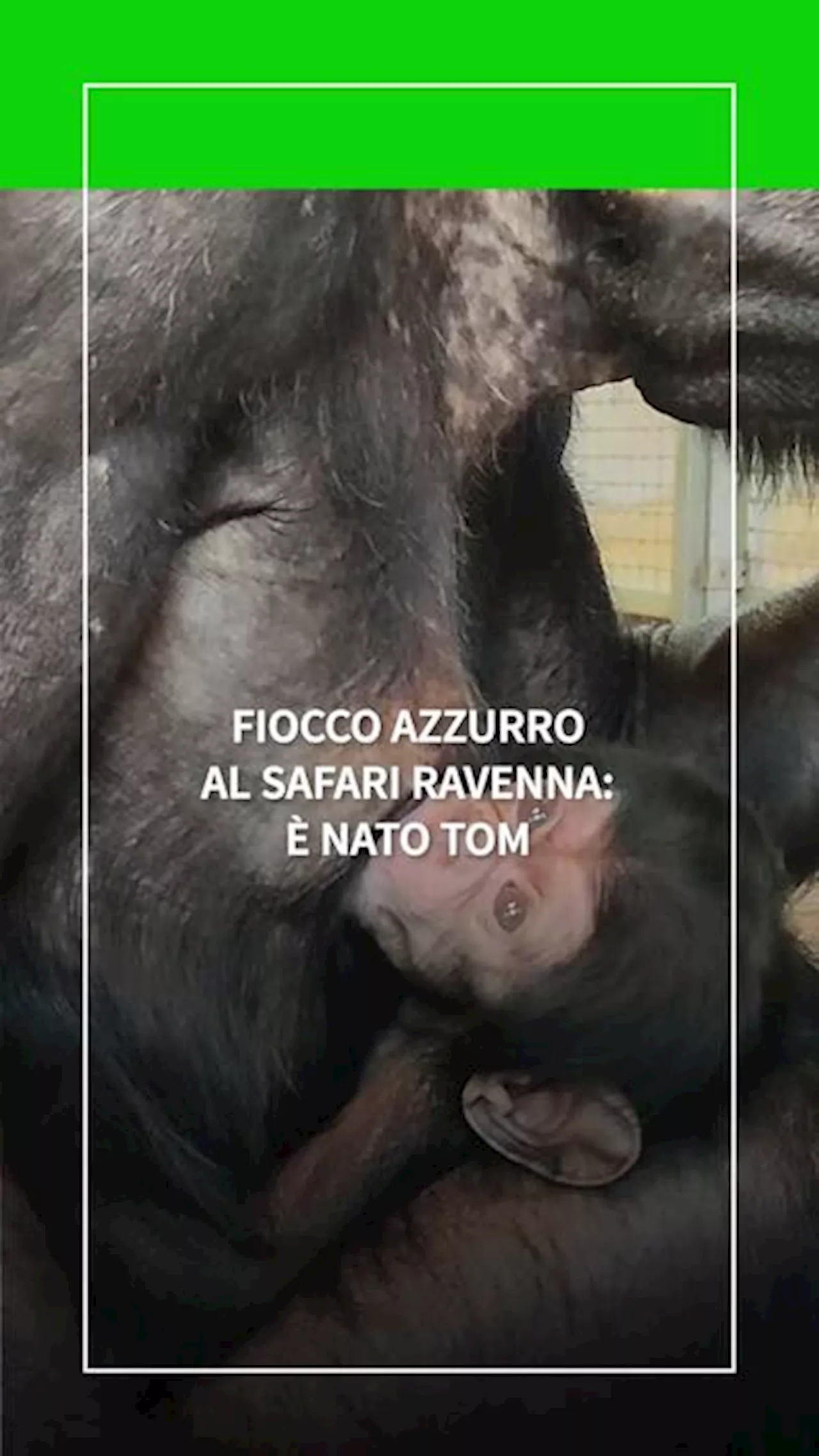 Fiocco azzurro al safari Ravenna: e' nato Tom