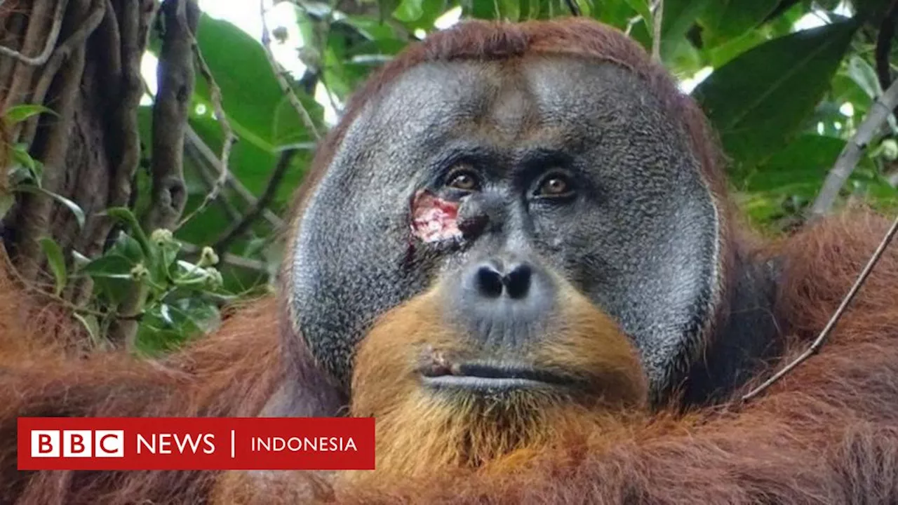 Orang utan asal Sumatera mengobati luka sendiri menggunakan 'salep alami'