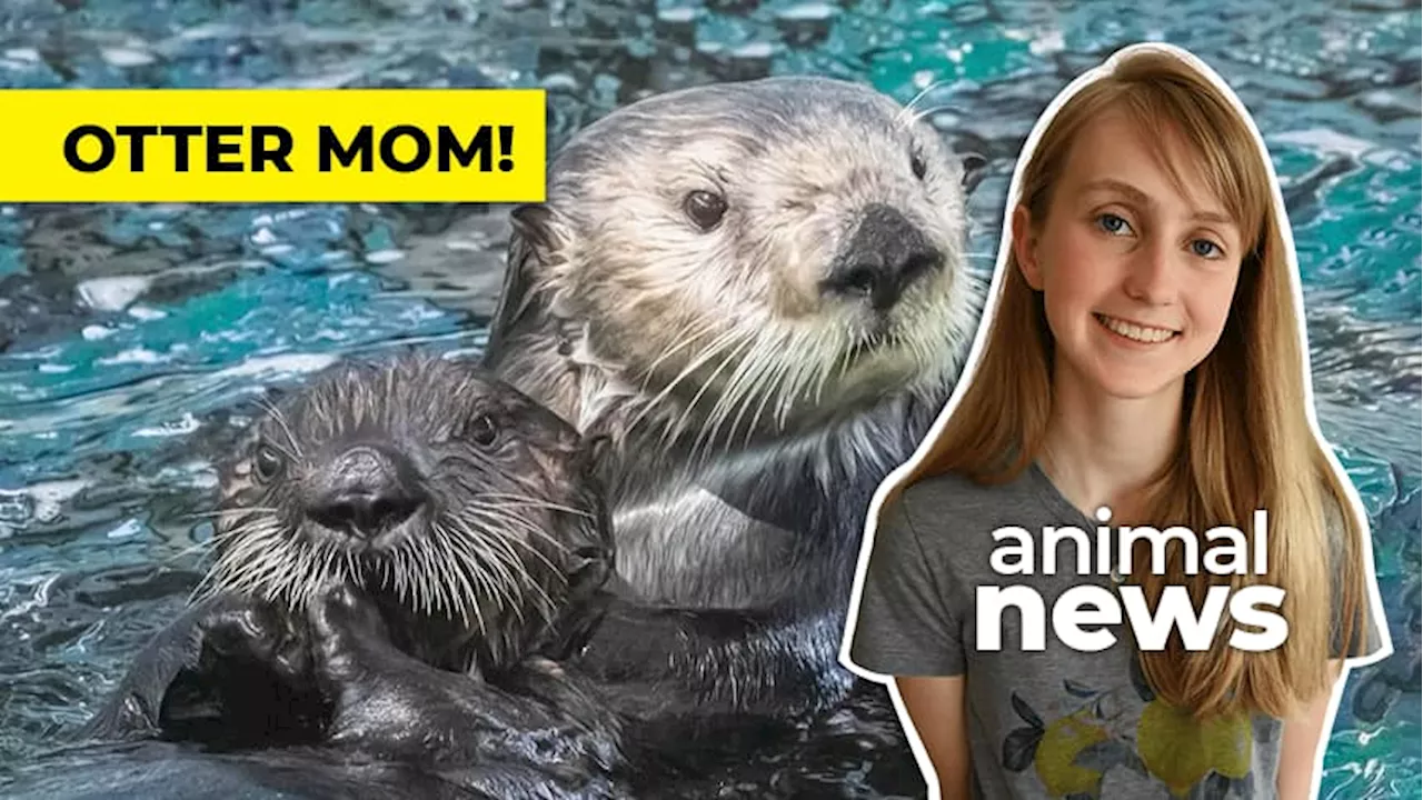 WATCH — Otter mom adopts pup in California