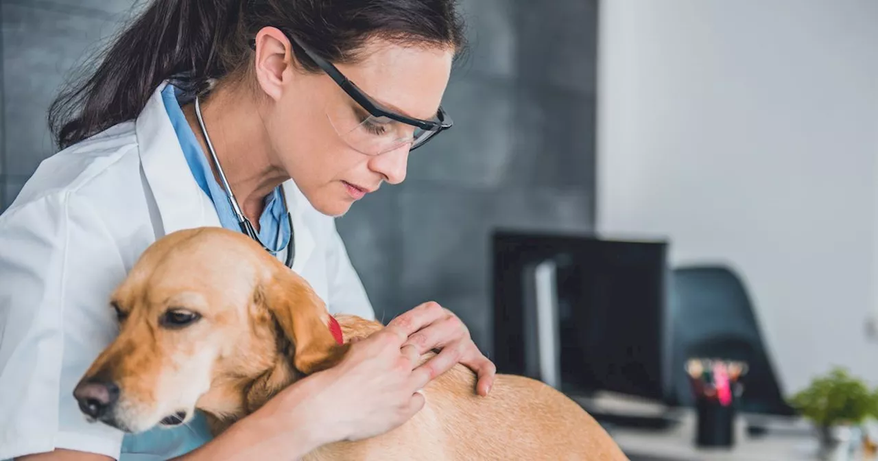 Lyme disease in dogs: Symptoms to look out for and how to prevent it