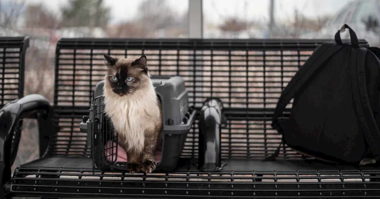 Come ridurre al minimo i rischi di un viaggio in treno per un gatto