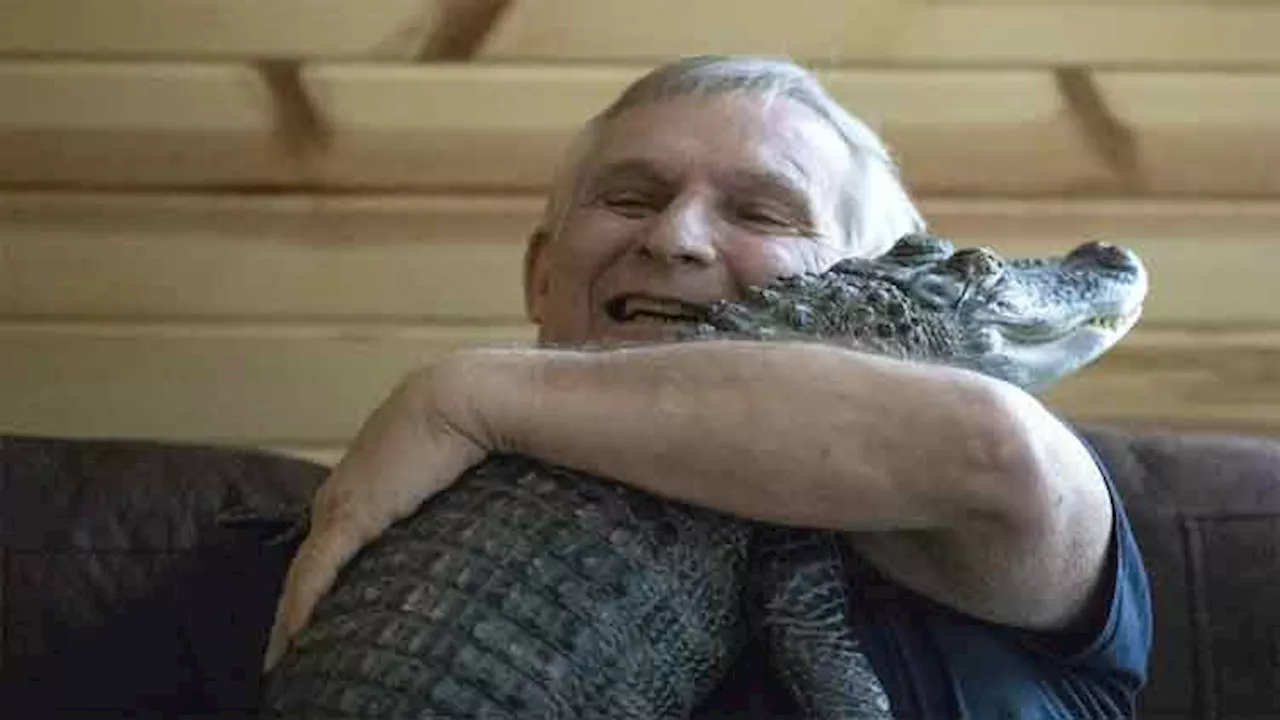 Emotional support alligator, known for its big social media audience, goes missing