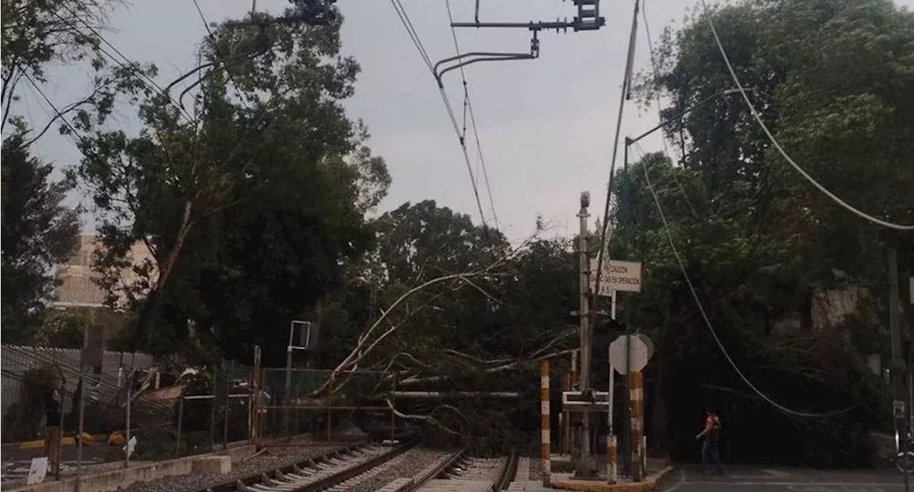 Cae árbol en las vías del tren ligero en la alcaldía Xochimilco