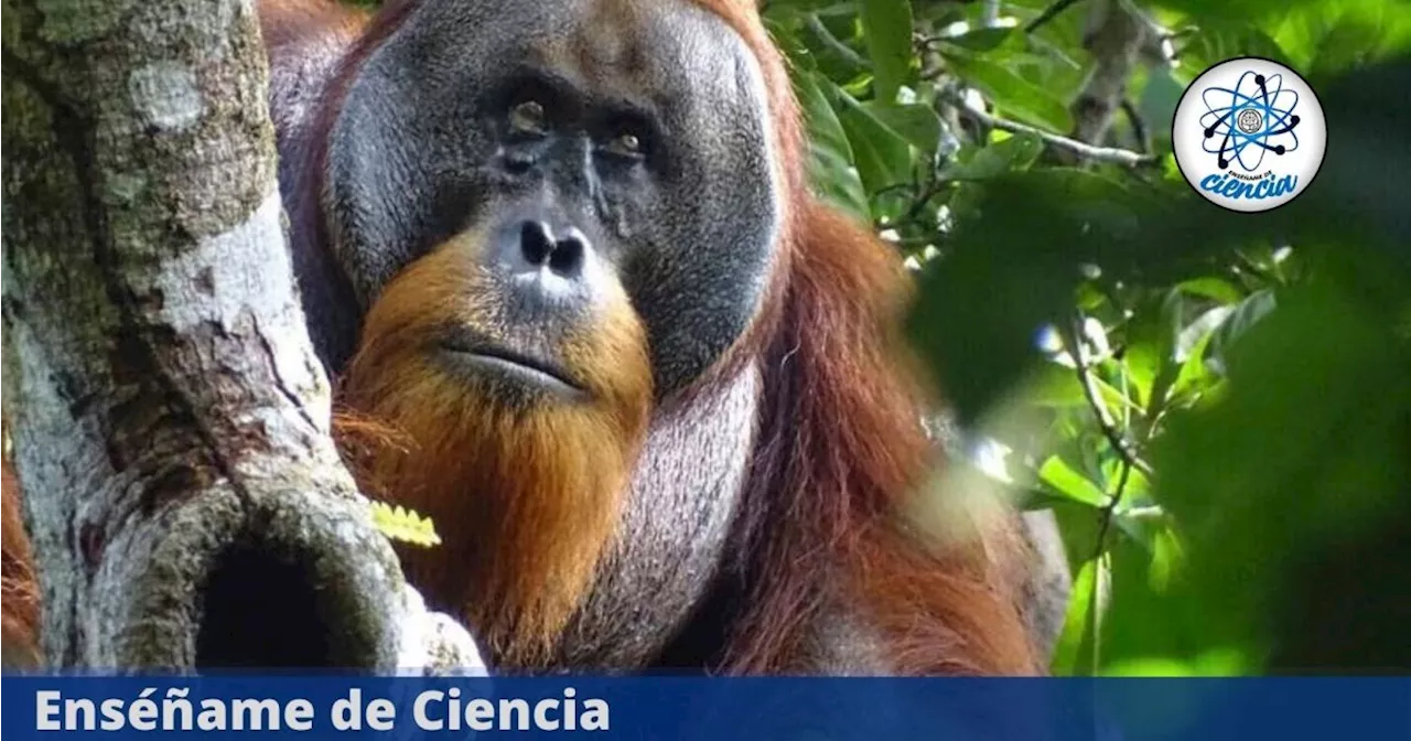 Científicos descubren a Rakus, un orangután que usó una planta medicinal para tratarse una herida