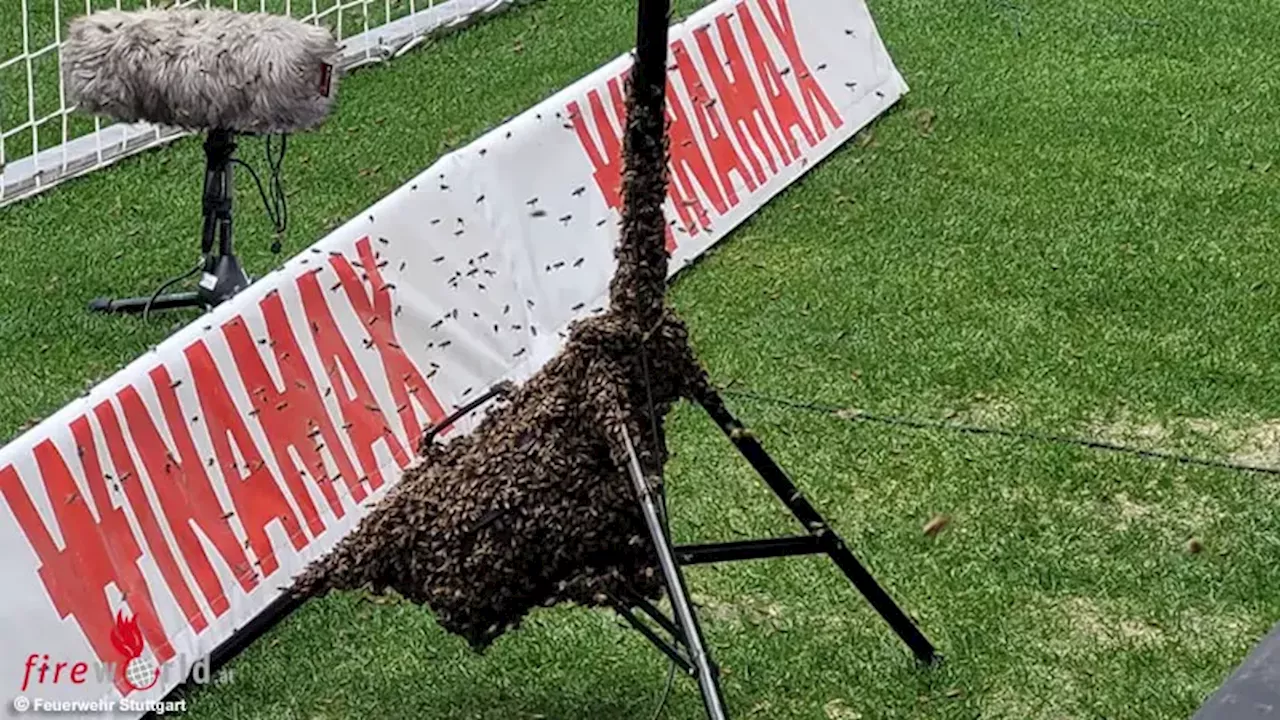 D: Bienenschwarm im Stadion kurz vor Bundesligaspiel VfB Stuttgart gegen FC Bayern München eingefangen