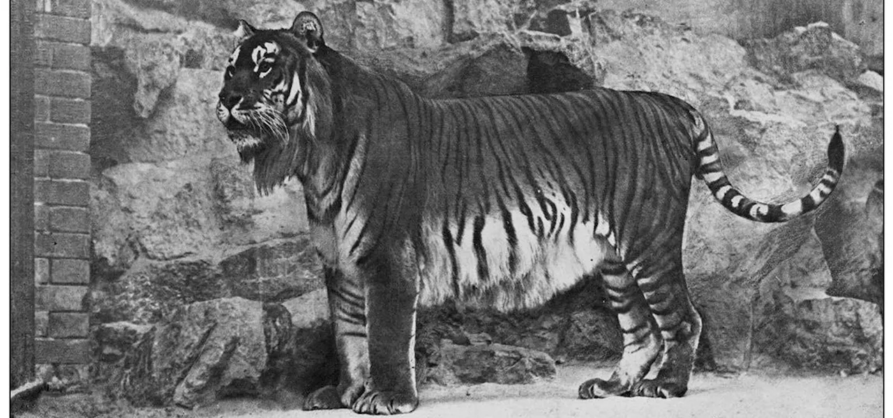 Meet 6 Exquisite Animals Wrongly Declared Extinct—5 Of Them Live On