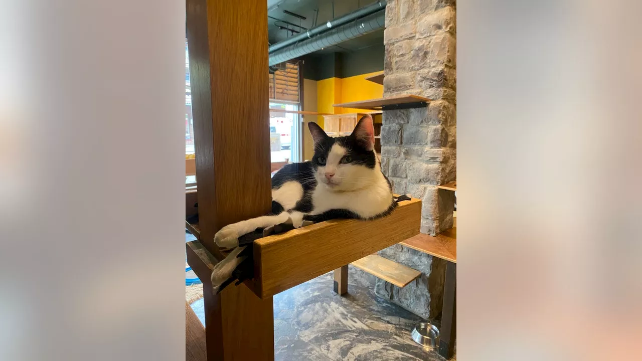 Cat found safe following break-in at popular Seattle cat cafe