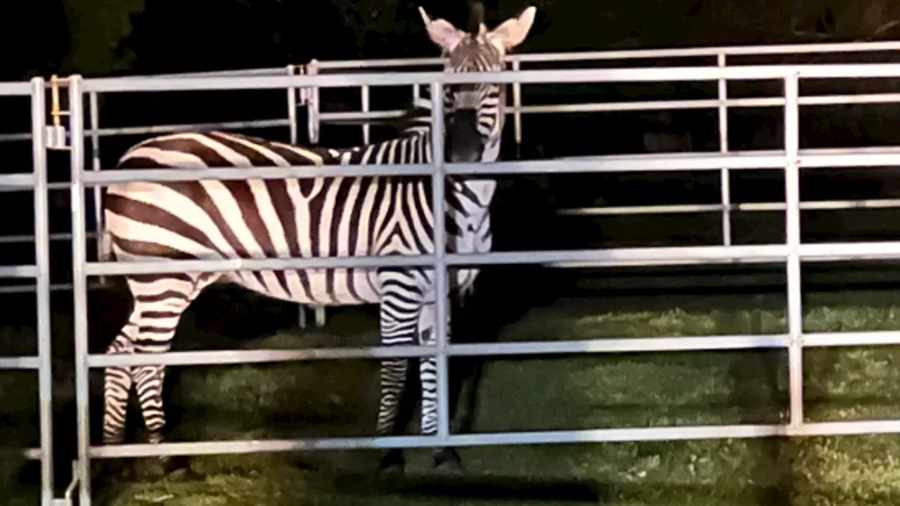 Elusive missing zebra captured in North Bend