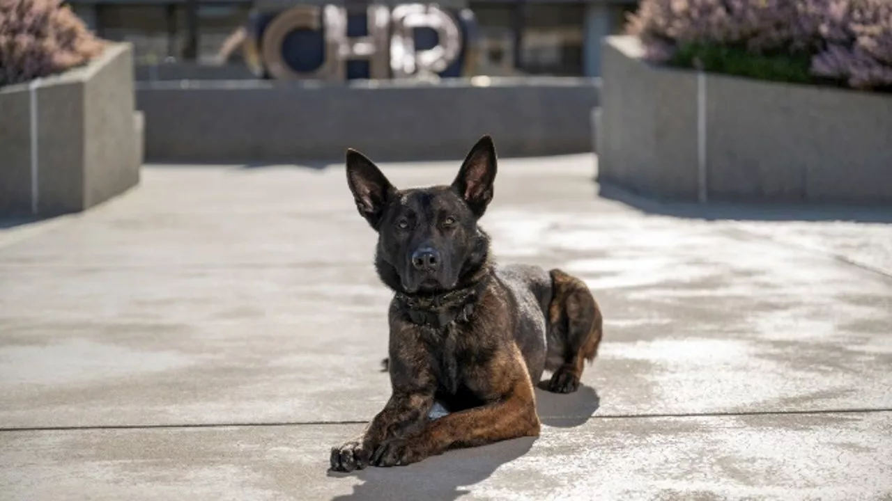 These 8 dogs are joining California Highway Patrol