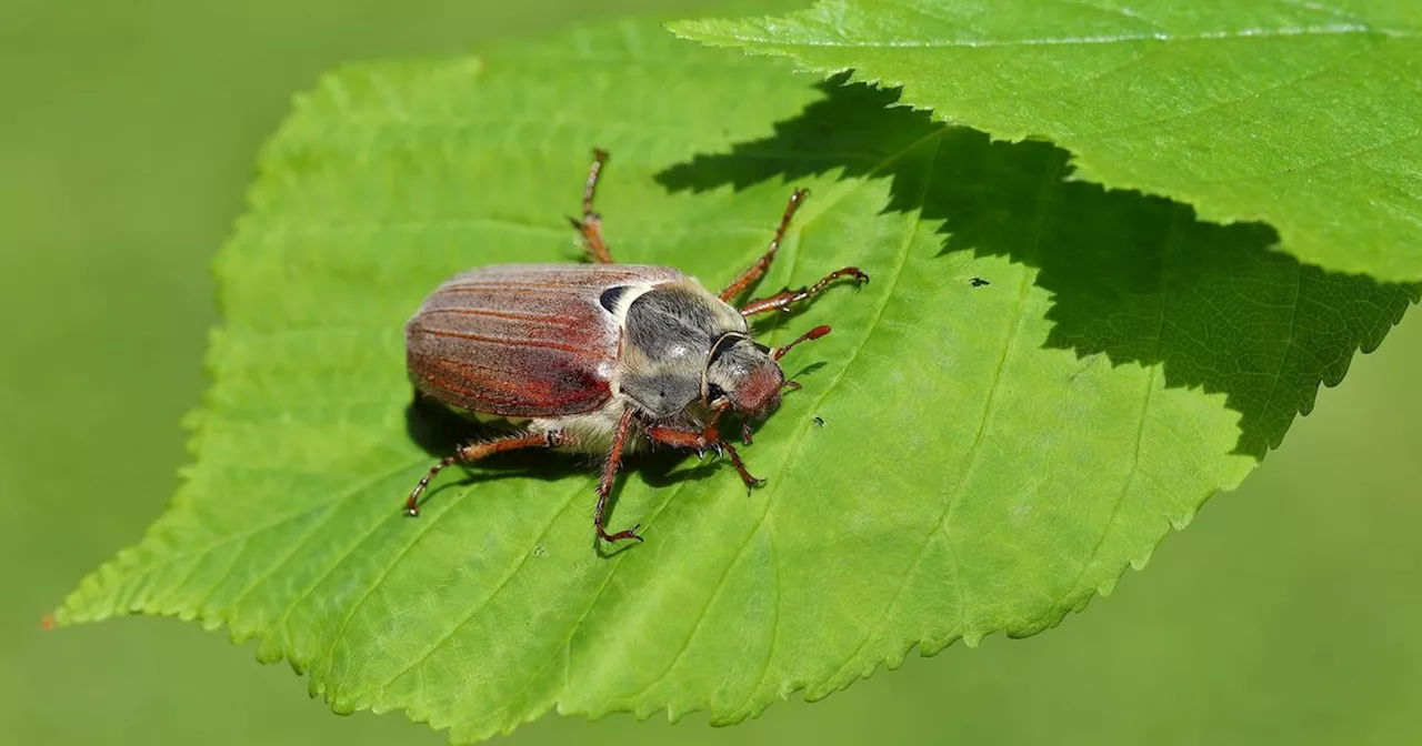 UK Gardeners Warned About Hairy Plant-Destroying Pests Flooding Gardens This May