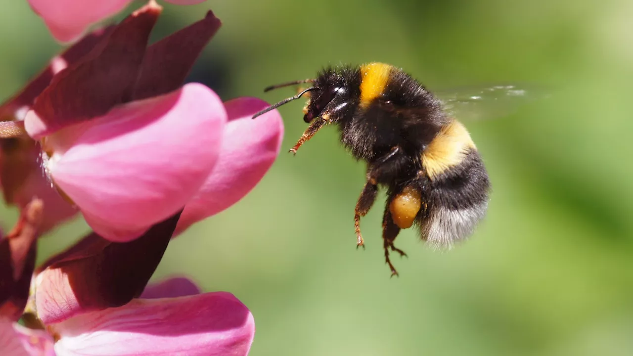 Baby bumblebees are dying in nests and climate change is to blame