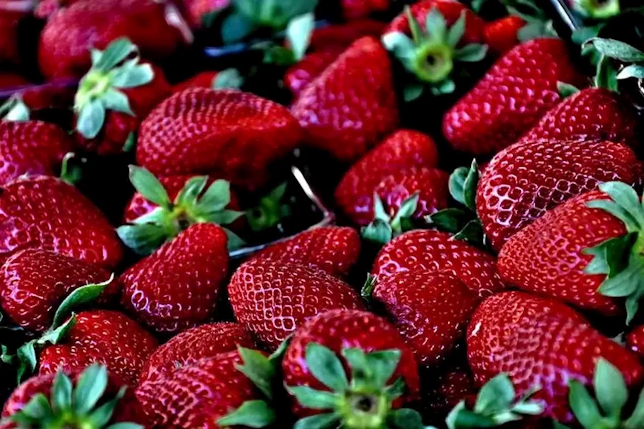 11 Manfaat Luar Biasa Strawberry untuk Kecantikan Wajah dan Kesehatan Rambut, Salah Satunya Dapat Mengatasi Jerawat