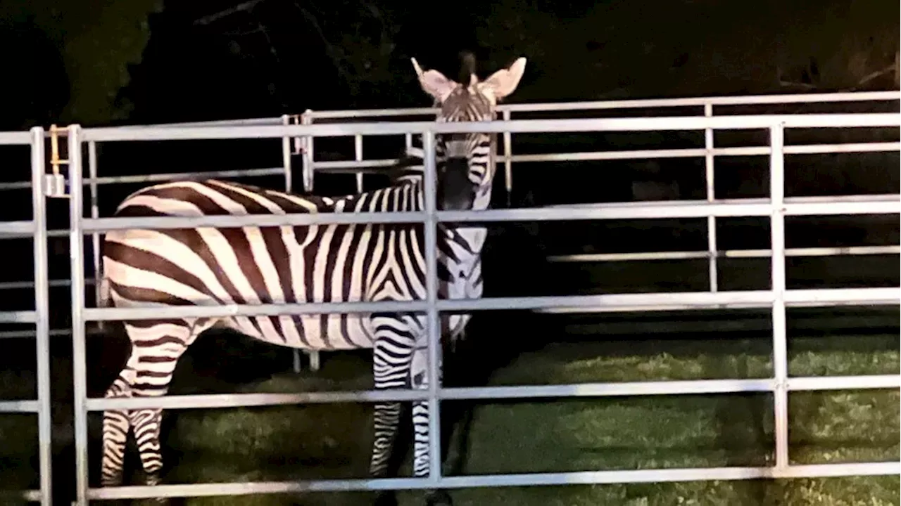 Elusive zebra recovered in North Bend after 6 days on the run