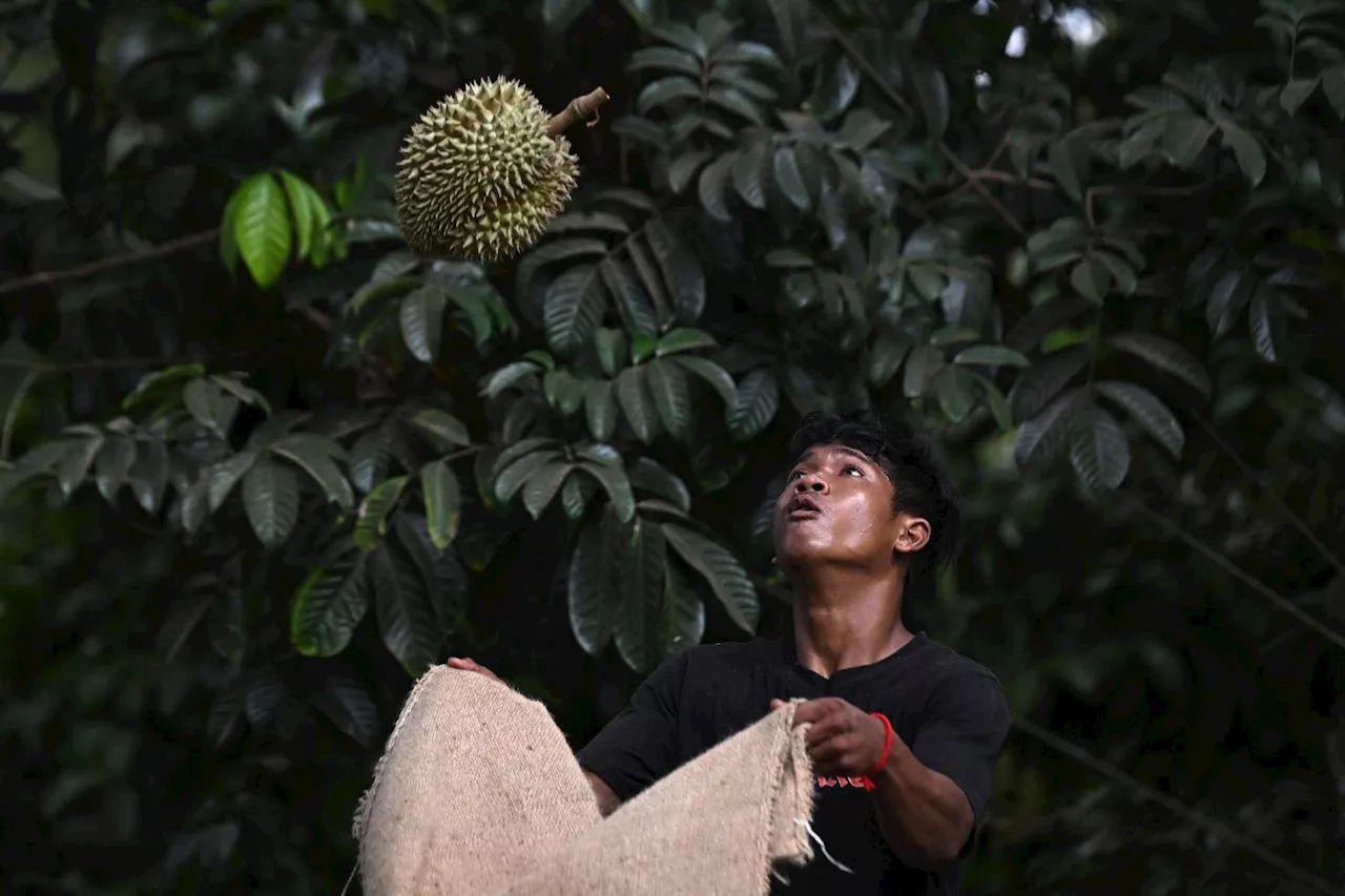 En Thaïlande, la vague de chaleur étouffe les producteurs de durians