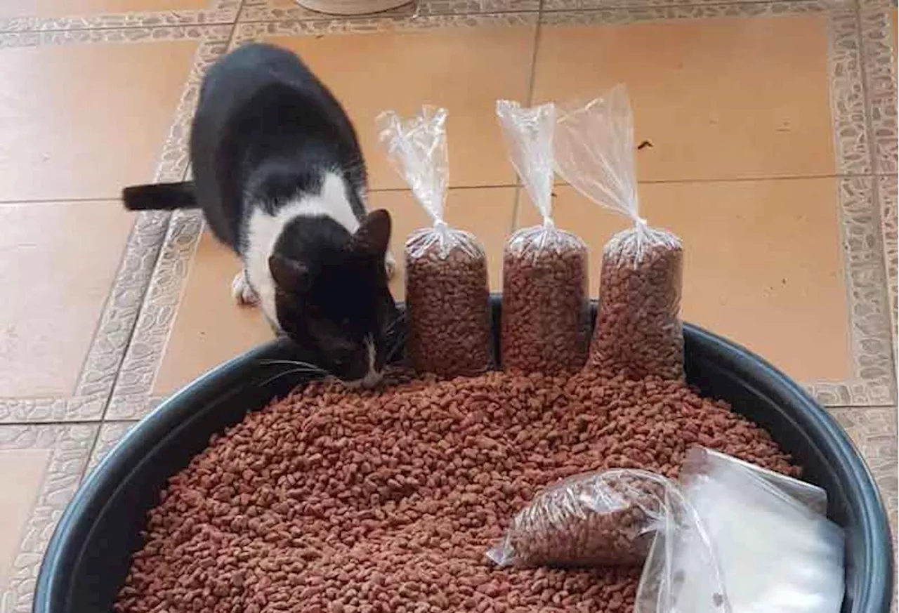 How to transition your cat to new food