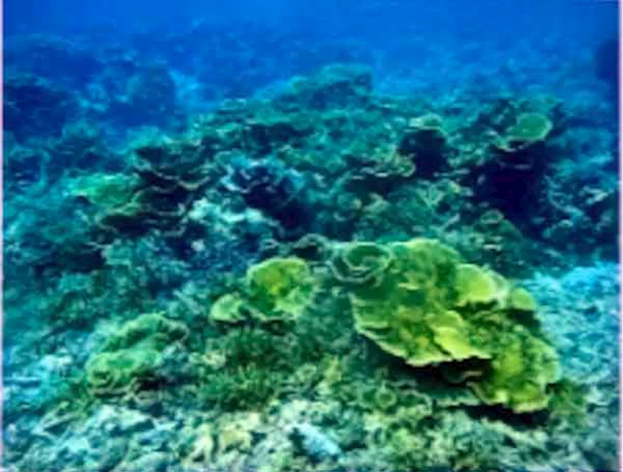 Pag-asa Island cays observed in ‘degraded state’ — study