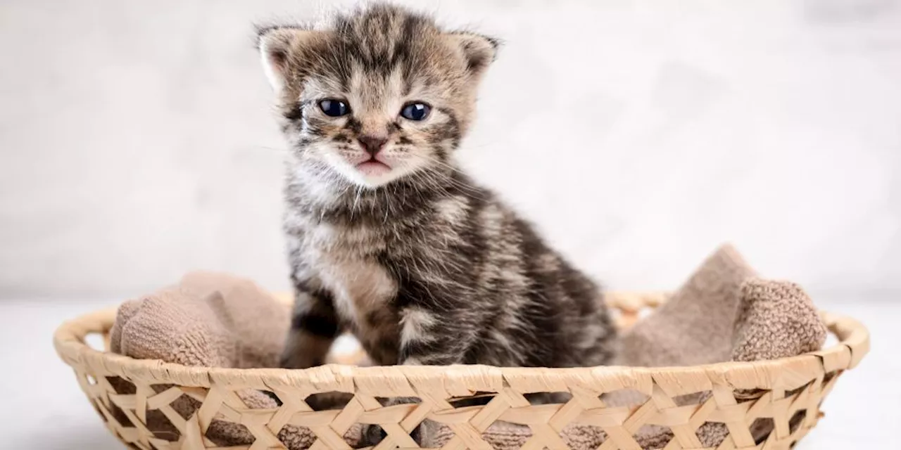 Grundausstattung: Was Sie benötigen, wenn die Katze einzieht