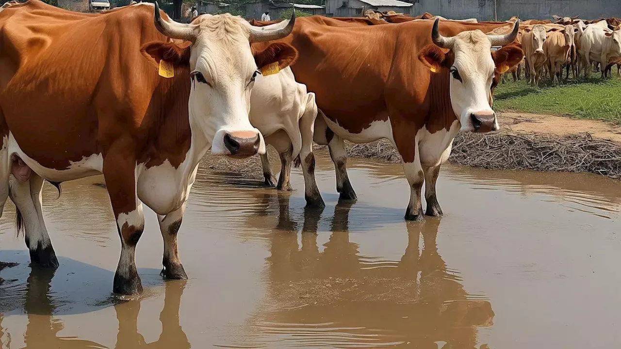 यह तो क्रूरता के समान, दिल्ली के डेयरी इलाकों में ऑक्सीटोसिन के इस्तेमाल पर हाई कोर्ट ने कहा- केस दर्ज करें