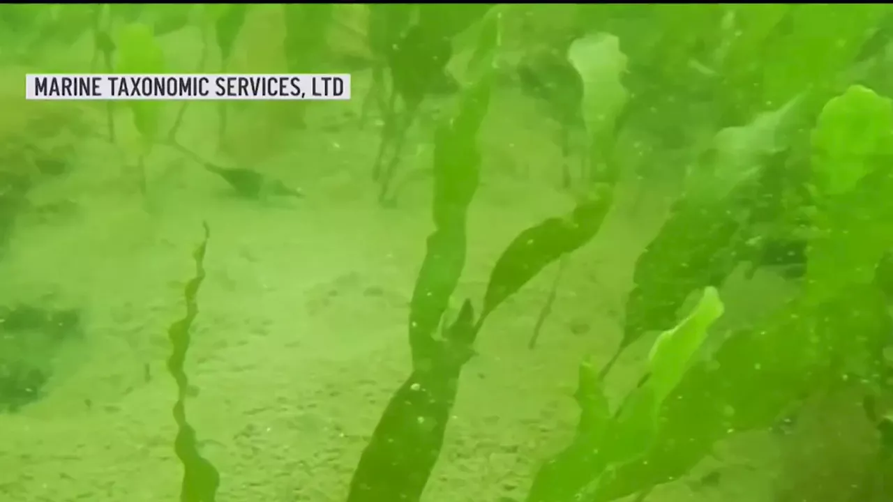 $1M+ allocated to tackle invasive seaweed species in Coronado Cays