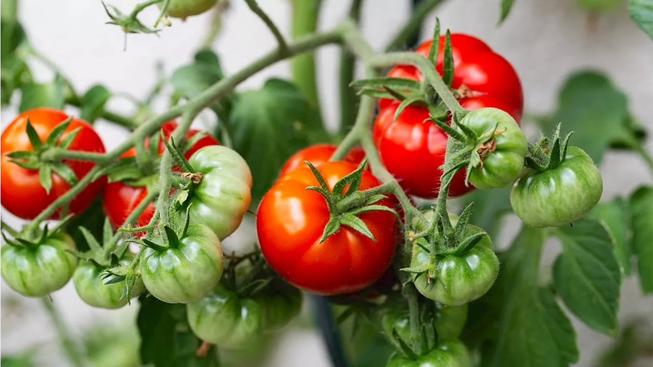 Tomaten pflanzen: So klappt es mit Anbau und Ernte