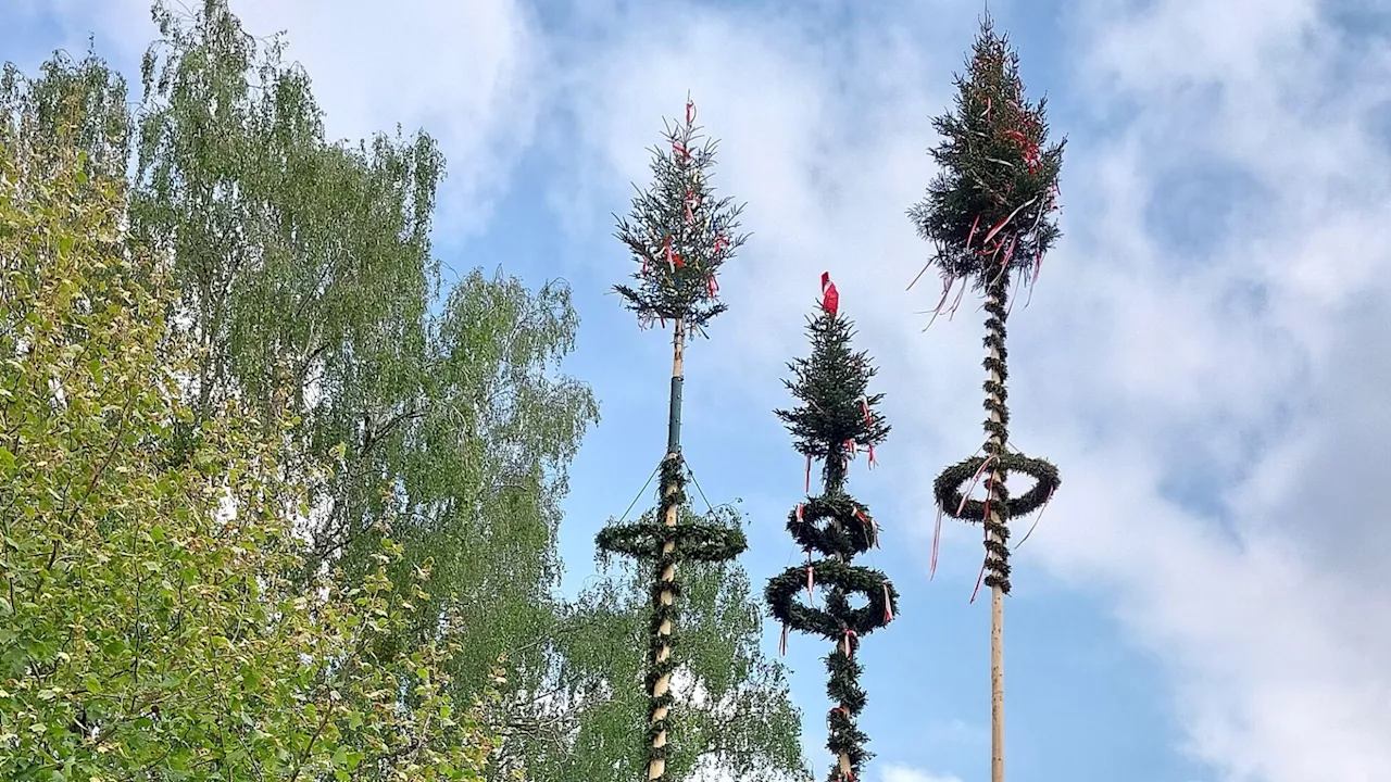 Drei schöne Maibäume in Seitenstetten zu bewundern