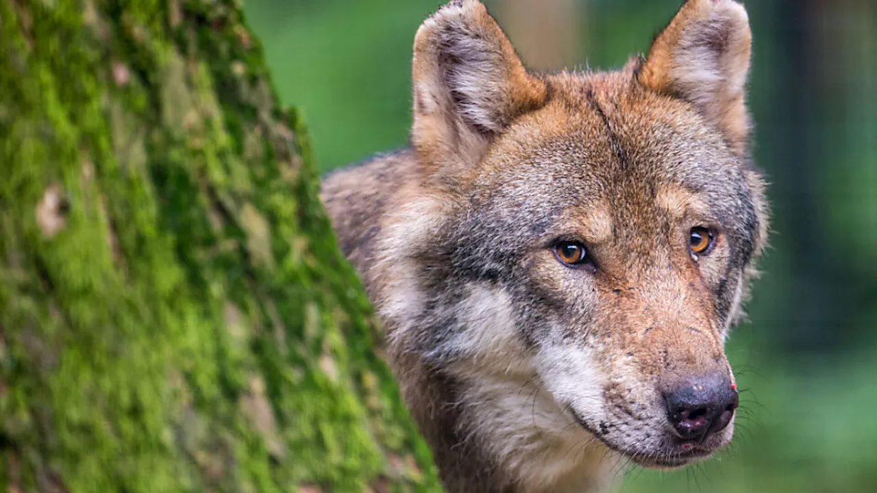 Verdacht auf Wolfsriss in Ybbsitz