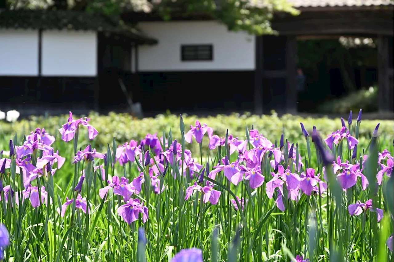 加茂荘花鳥園：お花の咲き具合情報（2024年5月4日）Kamoso Kachoen: Flower Bloom Information (May 4, 2024)