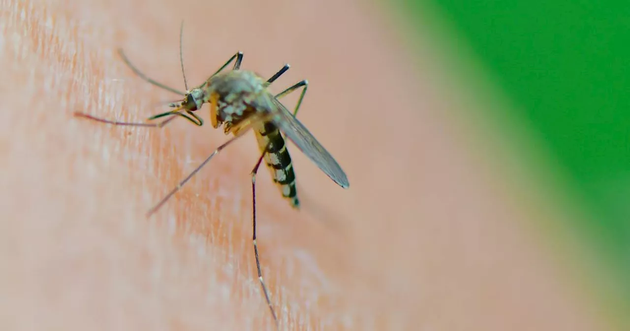 Mücken in NRW: Warm und feucht, kommt jetzt die Mückenplage?