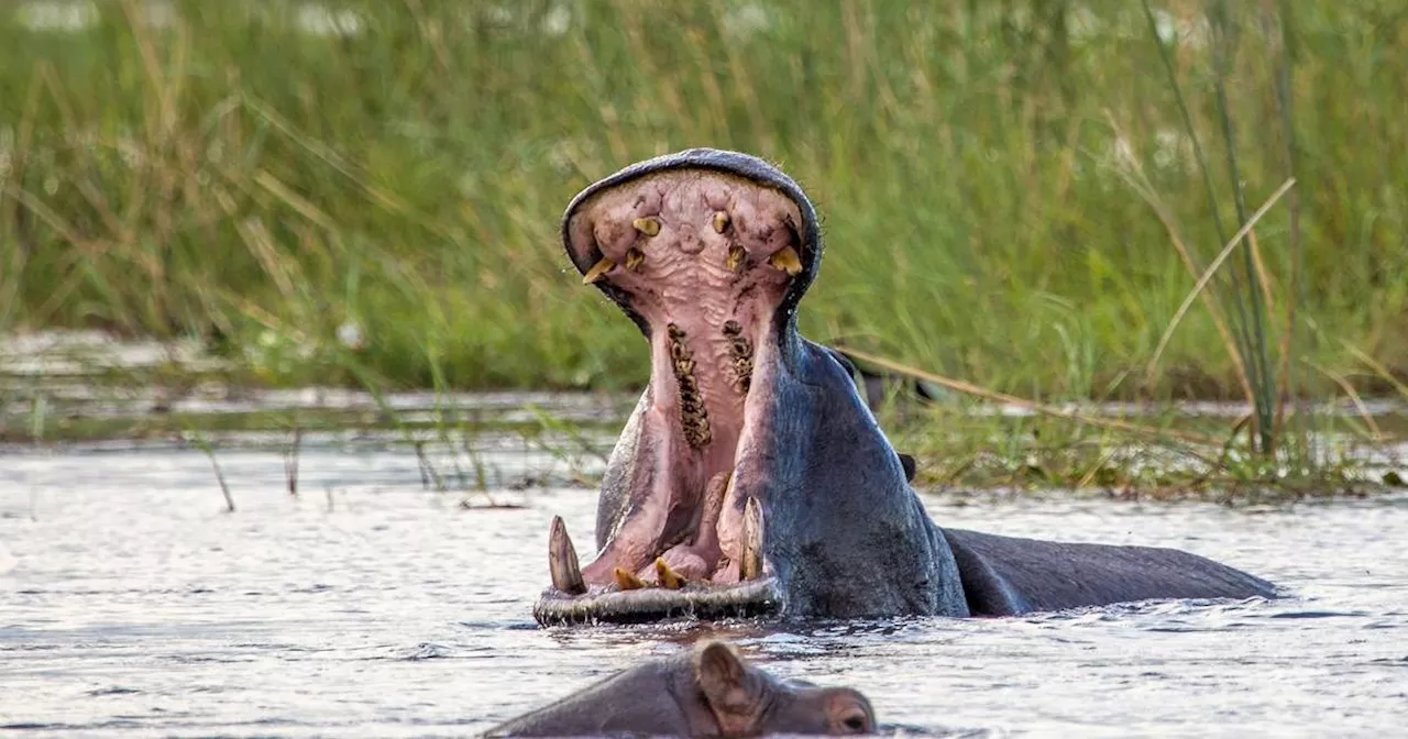 Tier-Paradies im Caprivi-Zipfel in Namibia