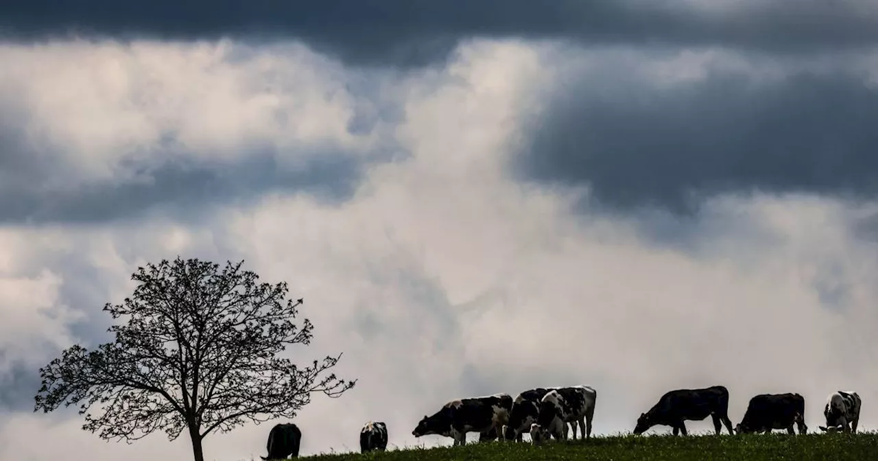 Tönisvorst: Landwirt lässt Kuh gefesselt auf Wiese liegen​