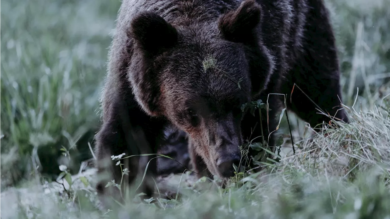 Schock am Gardasee: Bär verfolgt Wanderer minutenlang - der Mann handelt genau richtig