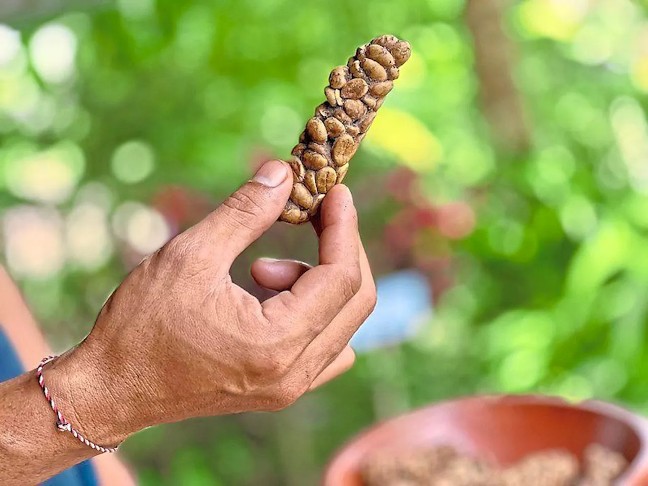 Kopi luwak: The suffering behind the world's most expensive coffee