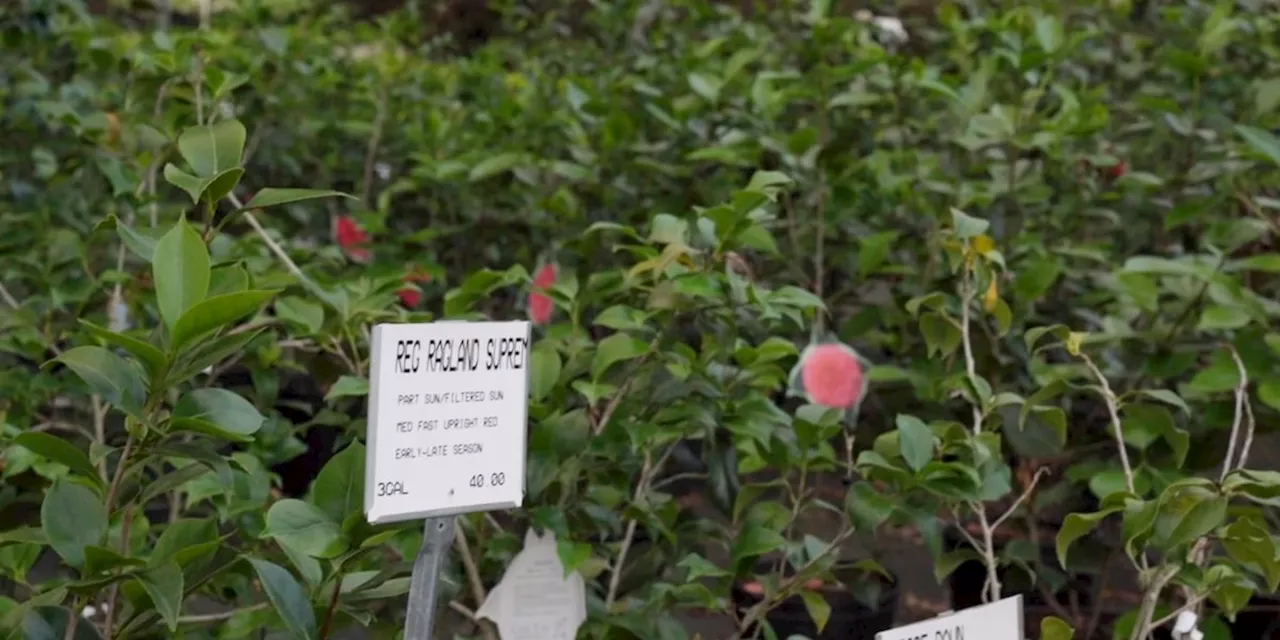 Unearthed: When to prune azaleas